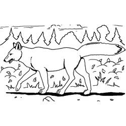 Disegno da colorare: Coyote (Animali) #4498 - Pagine da Colorare Stampabili Gratuite
