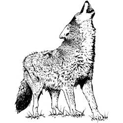 Disegno da colorare: Coyote (Animali) #4542 - Pagine da Colorare Stampabili Gratuite