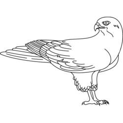 Disegno da colorare: Falco (Animali) #6818 - Pagine da Colorare Stampabili Gratuite