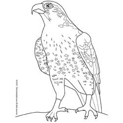 Disegno da colorare: Falco (Animali) #6821 - Pagine da Colorare Stampabili Gratuite