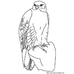 Disegno da colorare: Falco (Animali) #6831 - Pagine da Colorare Stampabili Gratuite
