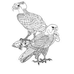 Disegno da colorare: Falco (Animali) #6867 - Pagine da Colorare Stampabili Gratuite