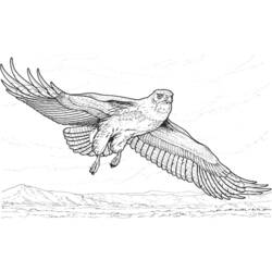Disegno da colorare: Falco (Animali) #6911 - Pagine da Colorare Stampabili Gratuite
