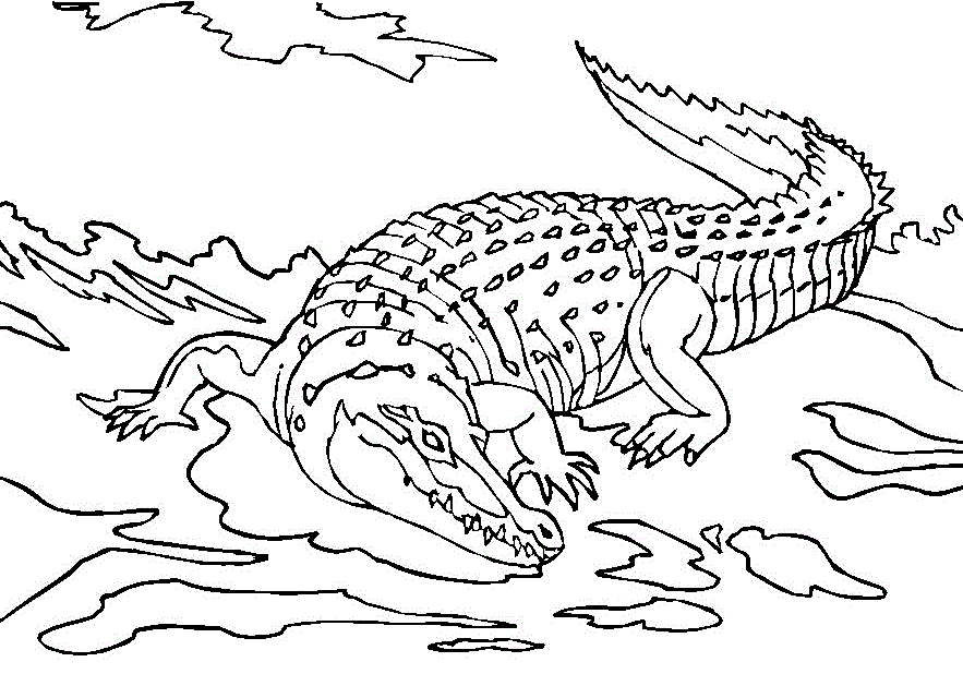Disegno da colorare: Alligatore (Animali) #392 - Pagine da Colorare Stampabili Gratuite