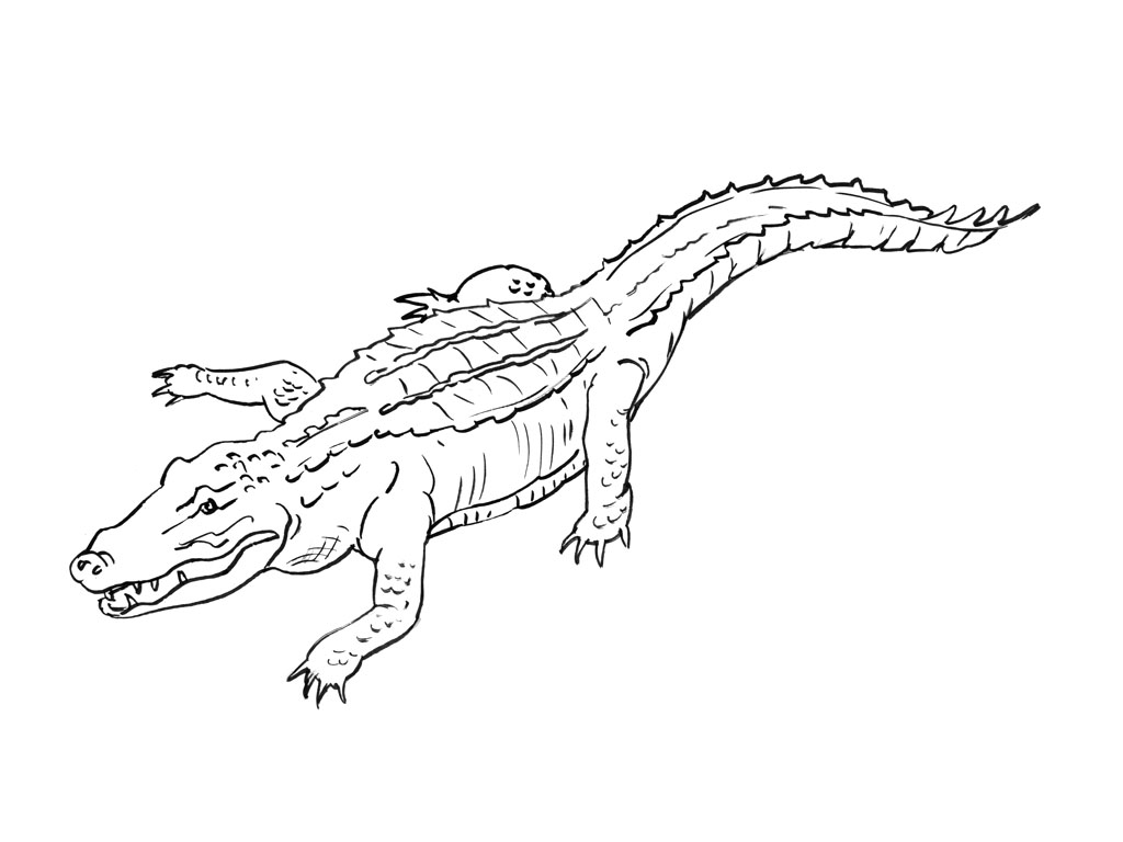 Disegno da colorare: Alligatore (Animali) #470 - Pagine da Colorare Stampabili Gratuite