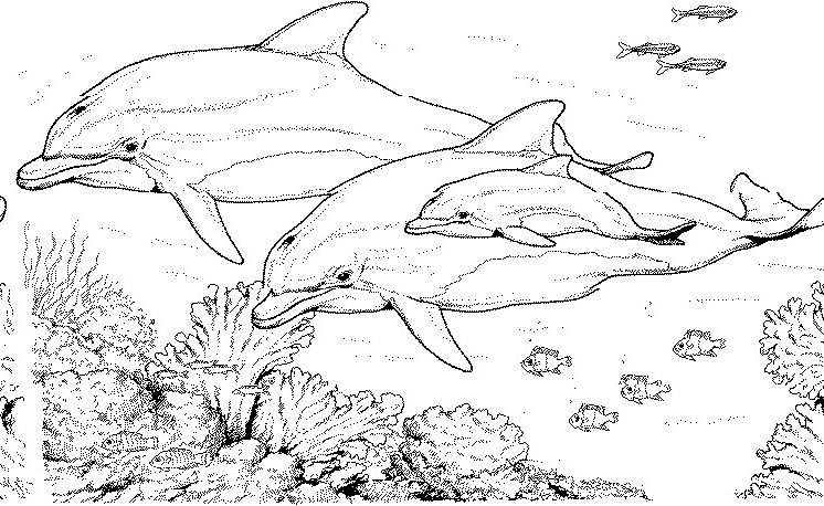 Disegno da colorare: animali marini (Animali) #21985 - Pagine da Colorare Stampabili Gratuite