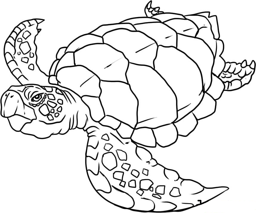 Disegno da colorare: animali marini (Animali) #22001 - Pagine da Colorare Stampabili Gratuite