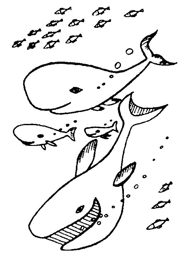 Disegno da colorare: animali marini (Animali) #22118 - Pagine da Colorare Stampabili Gratuite