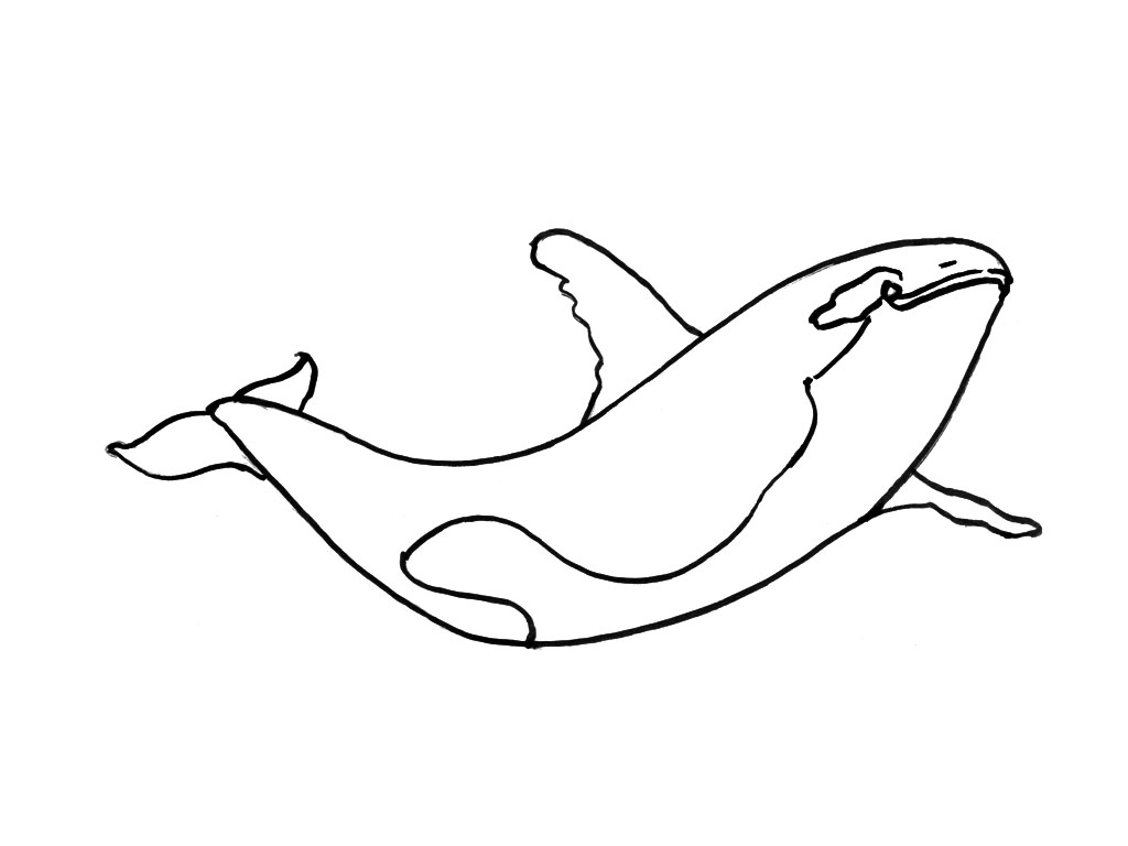 Disegno da colorare: animali marini (Animali) #22188 - Pagine da Colorare Stampabili Gratuite