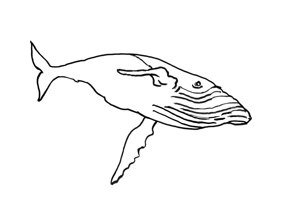 Disegno da colorare: animali marini (Animali) #22241 - Pagine da Colorare Stampabili Gratuite