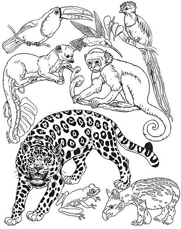 Disegno da colorare: Animali selvaggi/della giungla (Animali) #21101 - Pagine da Colorare Stampabili Gratuite