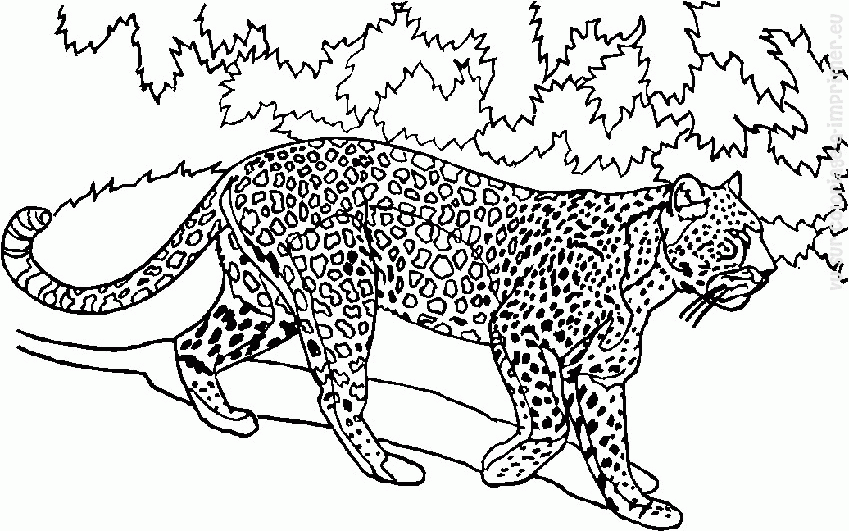 Disegno da colorare: Animali selvaggi/della giungla (Animali) #21277 - Pagine da Colorare Stampabili Gratuite