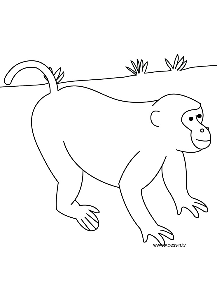 Disegno da colorare: Animali selvaggi/della giungla (Animali) #21359 - Pagine da Colorare Stampabili Gratuite