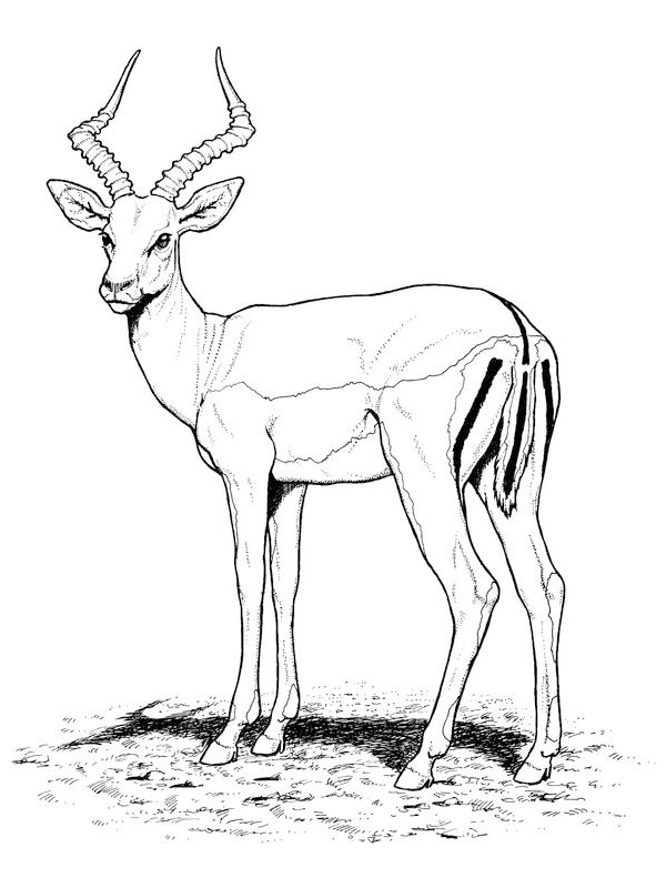 Disegno da colorare: Antilope (Animali) #22580 - Pagine da Colorare Stampabili Gratuite