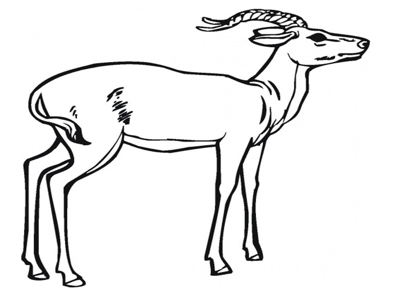 Disegno da colorare: Antilope (Animali) #22582 - Pagine da Colorare Stampabili Gratuite
