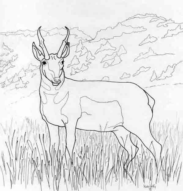 Disegno da colorare: Antilope (Animali) #22586 - Pagine da Colorare Stampabili Gratuite