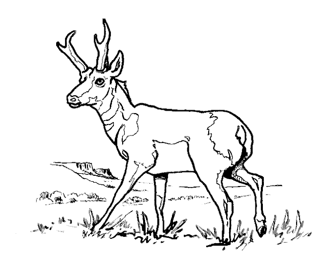 Disegno da colorare: Antilope (Animali) #22588 - Pagine da Colorare Stampabili Gratuite