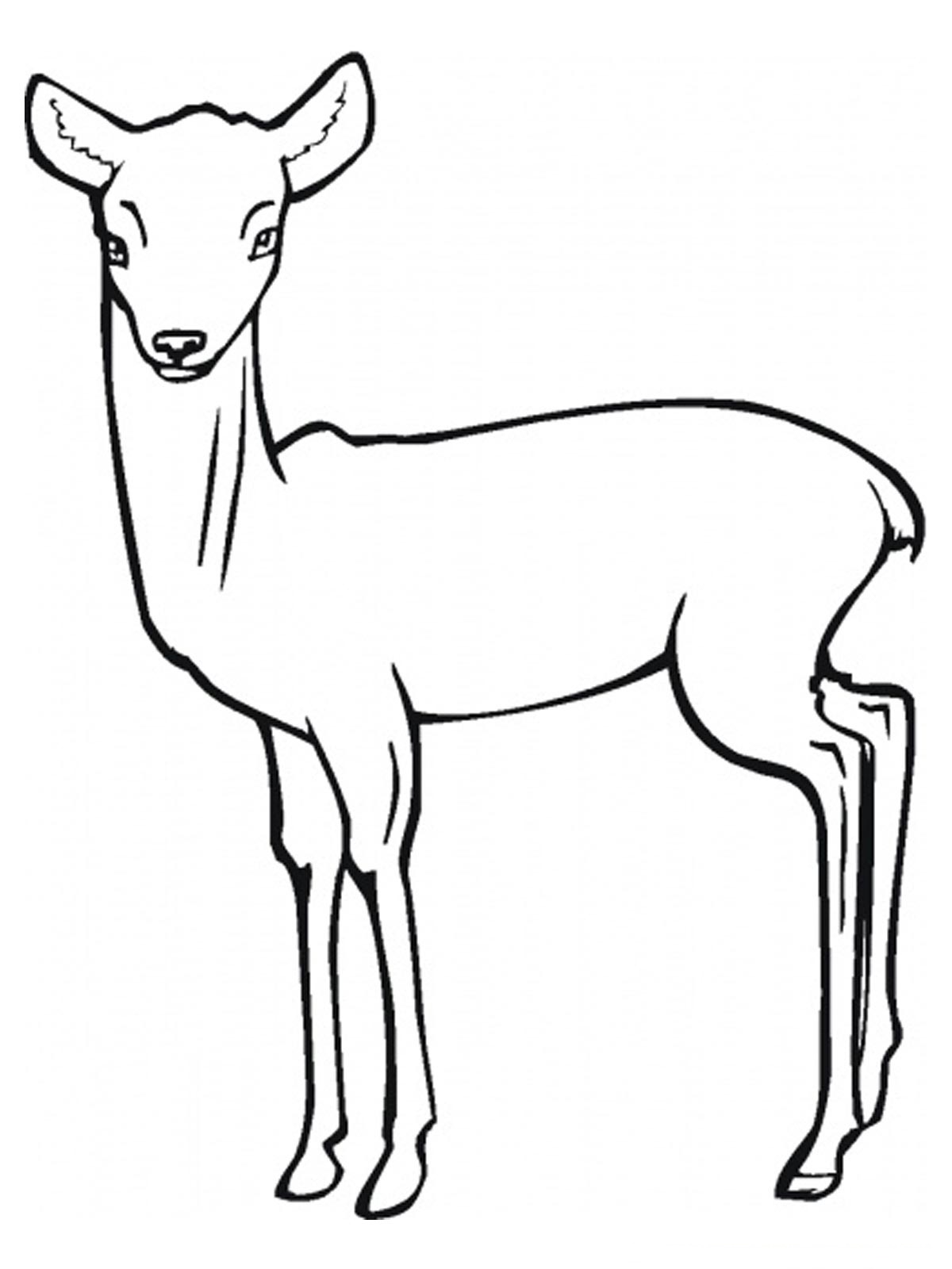 Disegno da colorare: Antilope (Animali) #22595 - Pagine da Colorare Stampabili Gratuite