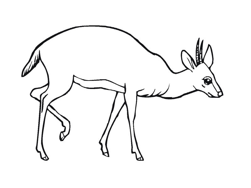 Disegno da colorare: Antilope (Animali) #22600 - Pagine da Colorare Stampabili Gratuite