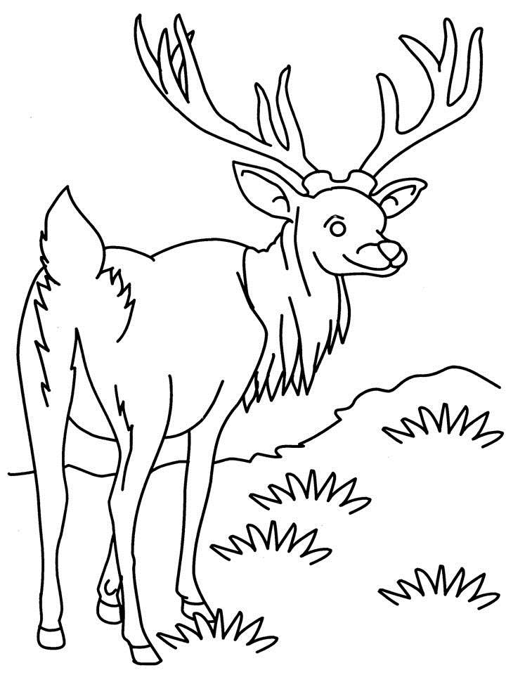 Disegno da colorare: Antilope (Animali) #22603 - Pagine da Colorare Stampabili Gratuite