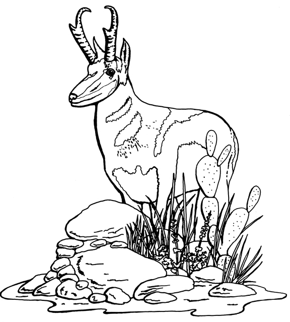 Disegno da colorare: Antilope (Animali) #22606 - Pagine da Colorare Stampabili Gratuite