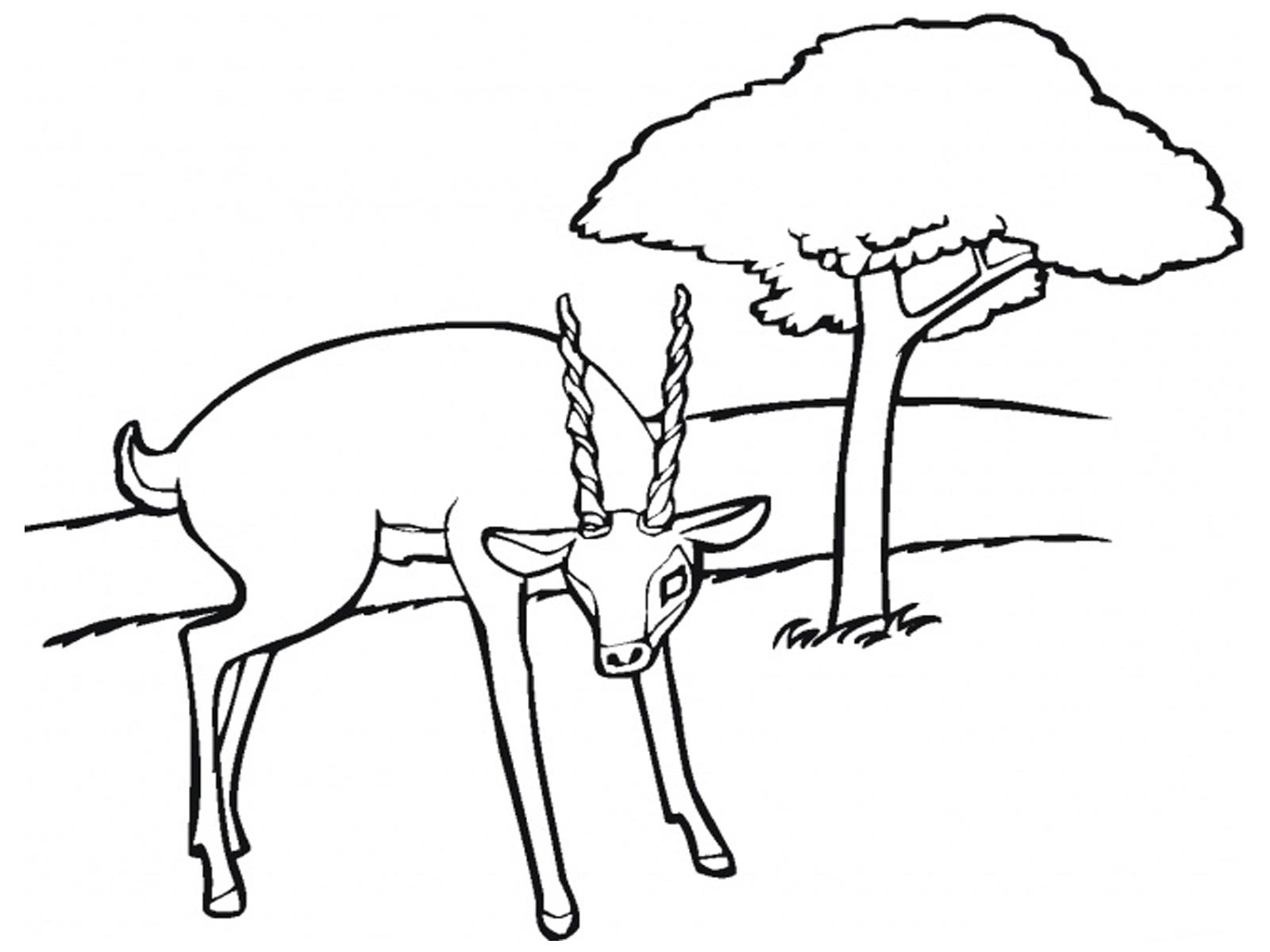 Disegno da colorare: Antilope (Animali) #22611 - Pagine da Colorare Stampabili Gratuite