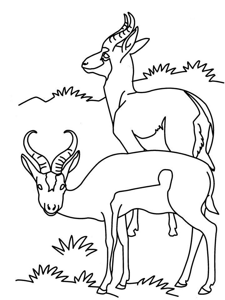 Disegno da colorare: Antilope (Animali) #22613 - Pagine da Colorare Stampabili Gratuite