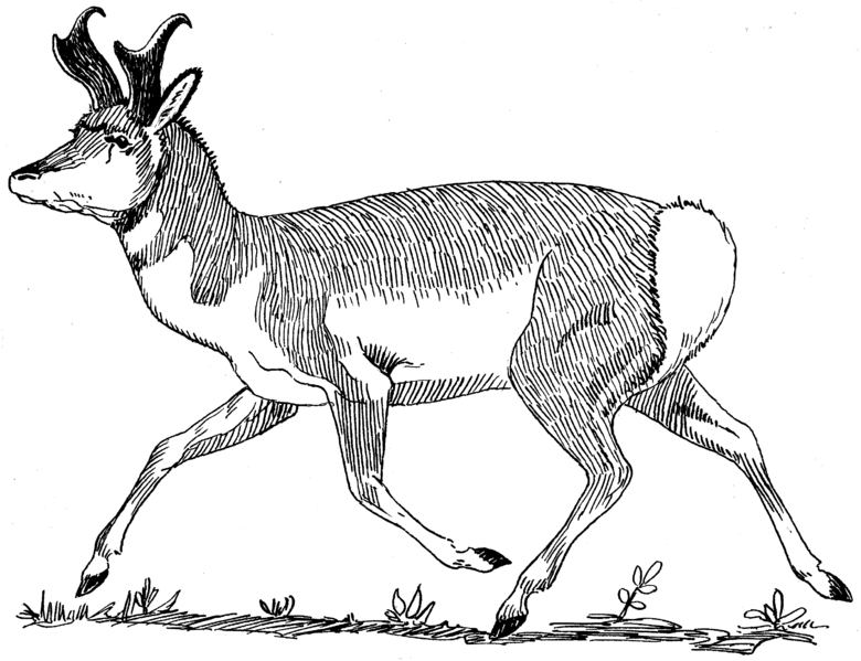 Disegno da colorare: Antilope (Animali) #22614 - Pagine da Colorare Stampabili Gratuite