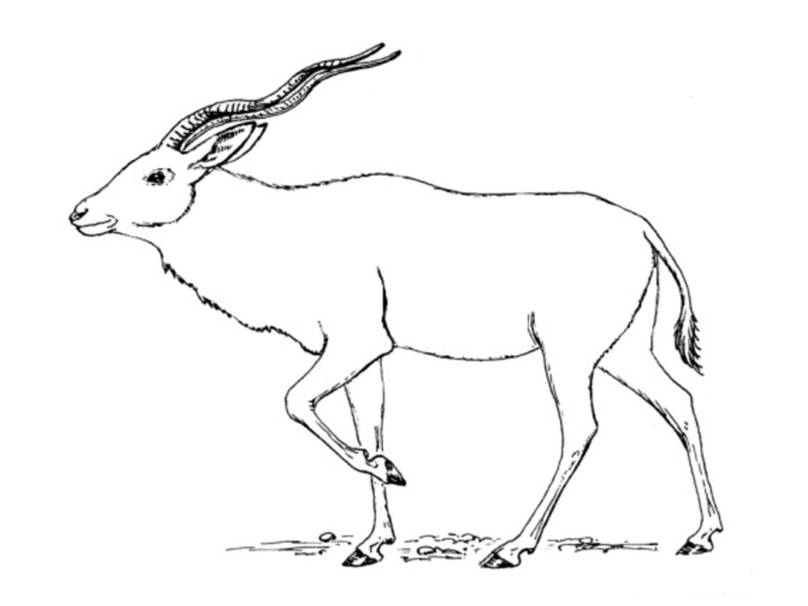 Disegno da colorare: Antilope (Animali) #22623 - Pagine da Colorare Stampabili Gratuite