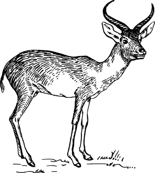 Disegno da colorare: Antilope (Animali) #22648 - Pagine da Colorare Stampabili Gratuite