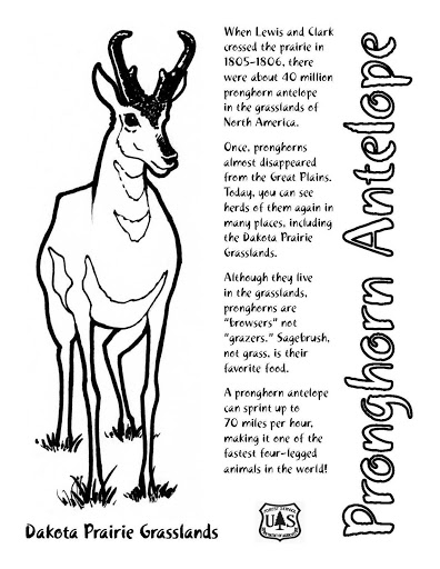 Disegno da colorare: Antilope (Animali) #22669 - Pagine da Colorare Stampabili Gratuite