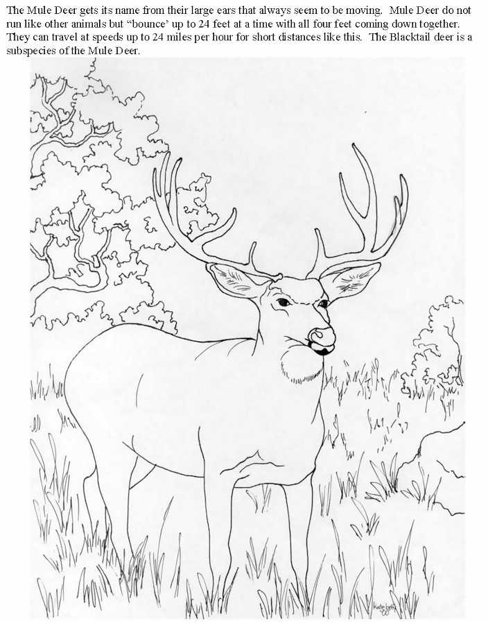 Disegno da colorare: Antilope (Animali) #22670 - Pagine da Colorare Stampabili Gratuite