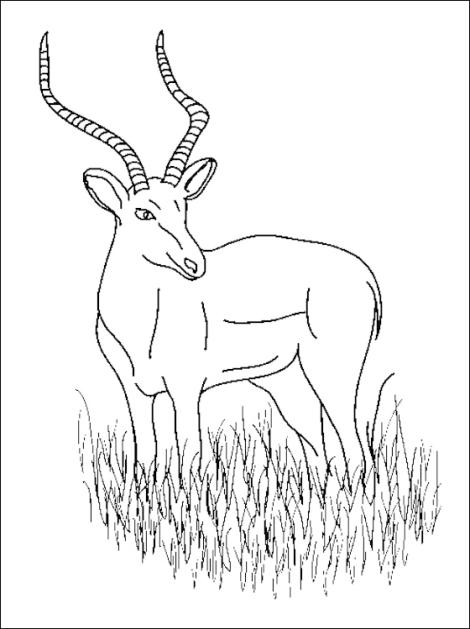 Disegno da colorare: Antilope (Animali) #22672 - Pagine da Colorare Stampabili Gratuite