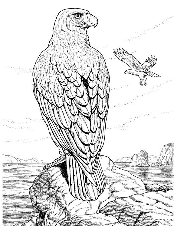 Disegno da colorare: Aquila (Animali) #277 - Pagine da Colorare Stampabili Gratuite