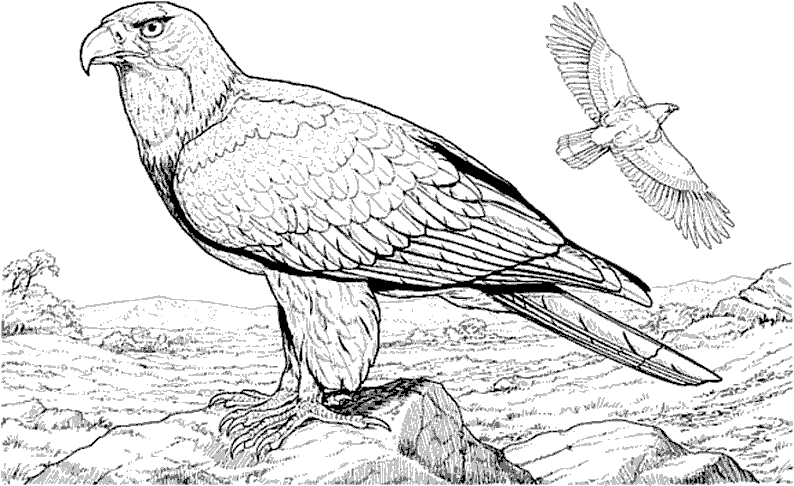 Disegno da colorare: Aquila (Animali) #283 - Pagine da Colorare Stampabili Gratuite