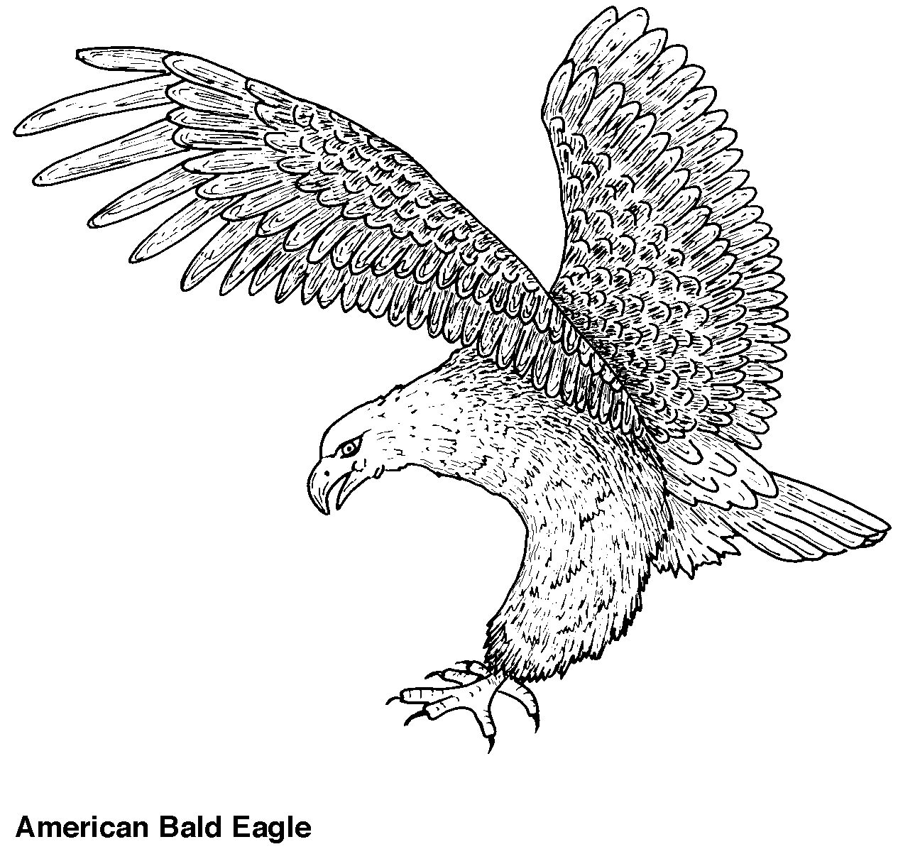 Disegno da colorare: Aquila (Animali) #285 - Pagine da Colorare Stampabili Gratuite