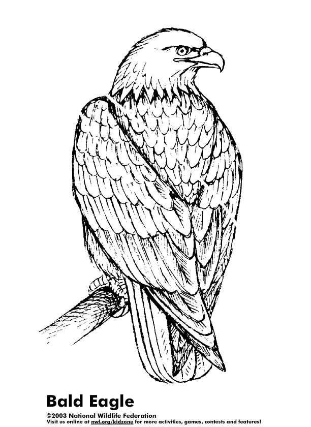 Disegno da colorare: Aquila (Animali) #297 - Pagine da Colorare Stampabili Gratuite