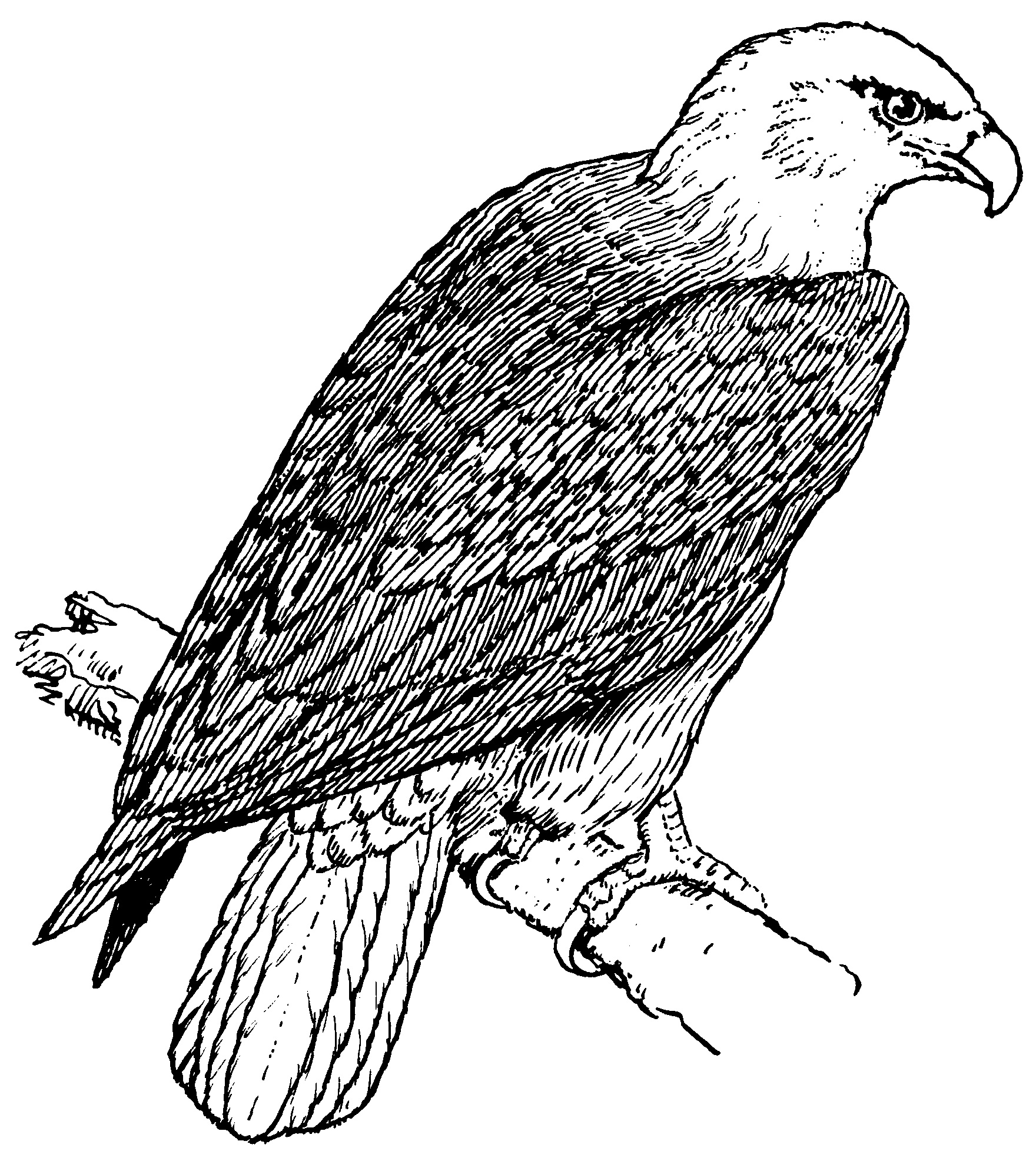 Disegno da colorare: Aquila (Animali) #298 - Pagine da Colorare Stampabili Gratuite