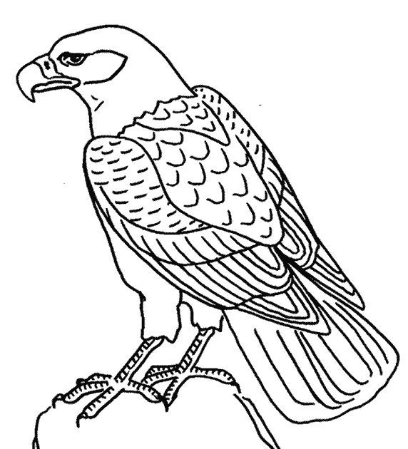 Disegno da colorare: Aquila (Animali) #302 - Pagine da Colorare Stampabili Gratuite