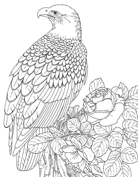 Disegno da colorare: Aquila (Animali) #304 - Pagine da Colorare Stampabili Gratuite