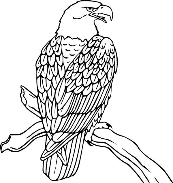 Disegno da colorare: Aquila (Animali) #308 - Pagine da Colorare Stampabili Gratuite