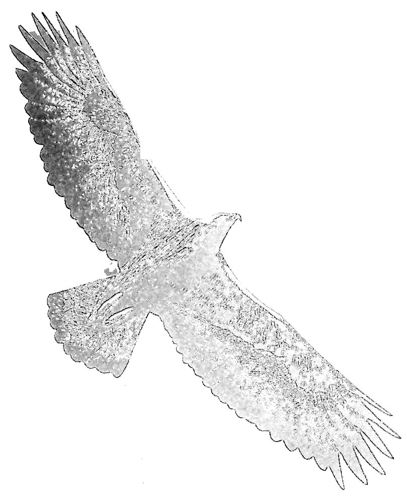 Disegno da colorare: Aquila (Animali) #321 - Pagine da Colorare Stampabili Gratuite