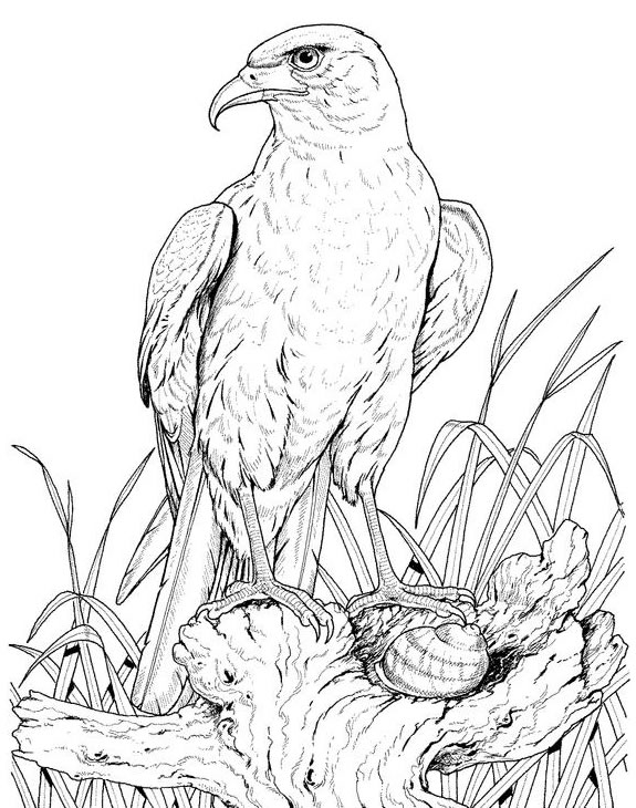 Disegno da colorare: Aquila (Animali) #328 - Pagine da Colorare Stampabili Gratuite
