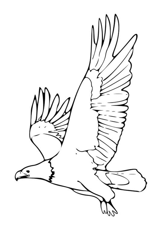 Disegno da colorare: Aquila (Animali) #329 - Pagine da Colorare Stampabili Gratuite