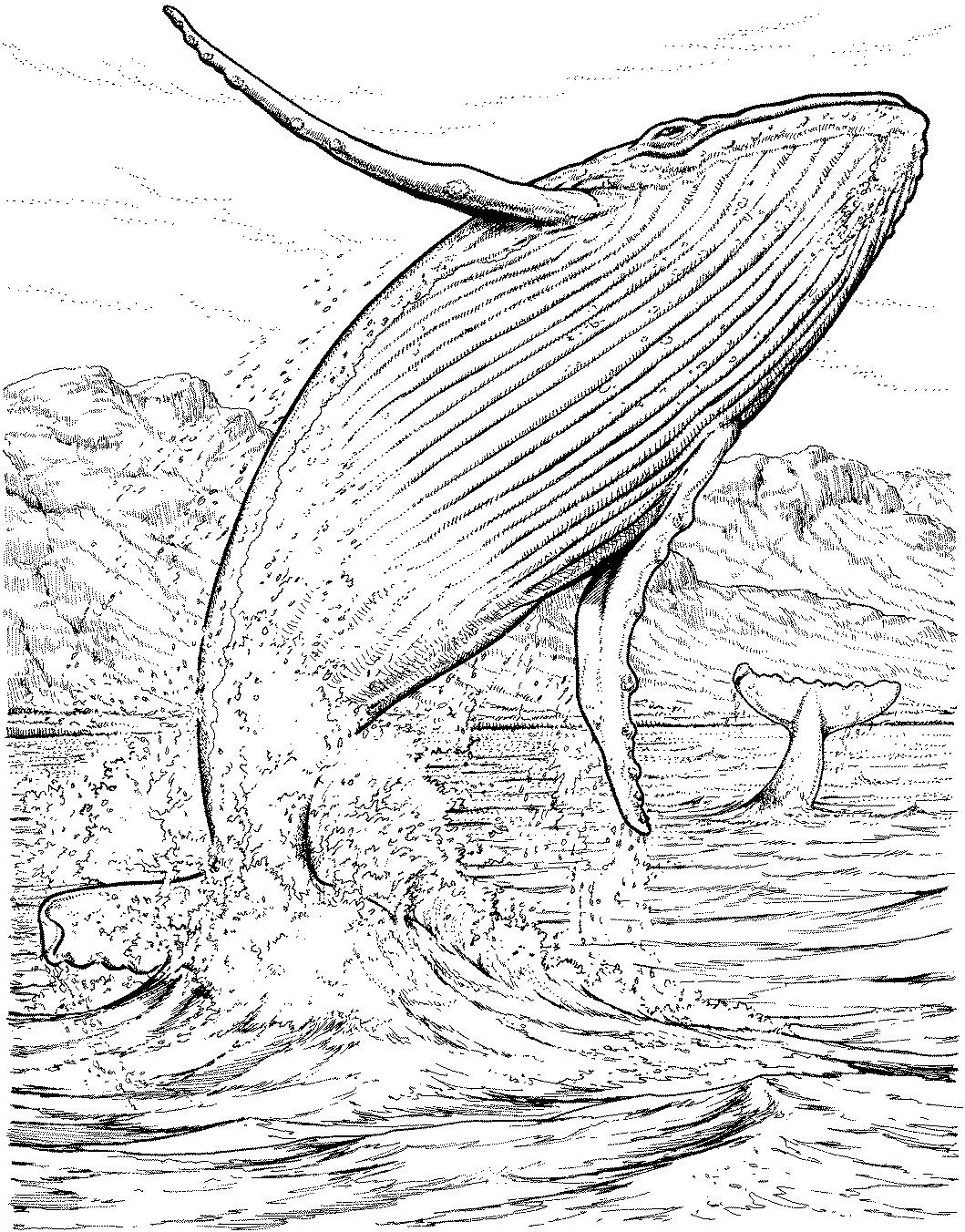 Disegno da colorare: Balena (Animali) #876 - Pagine da Colorare Stampabili Gratuite