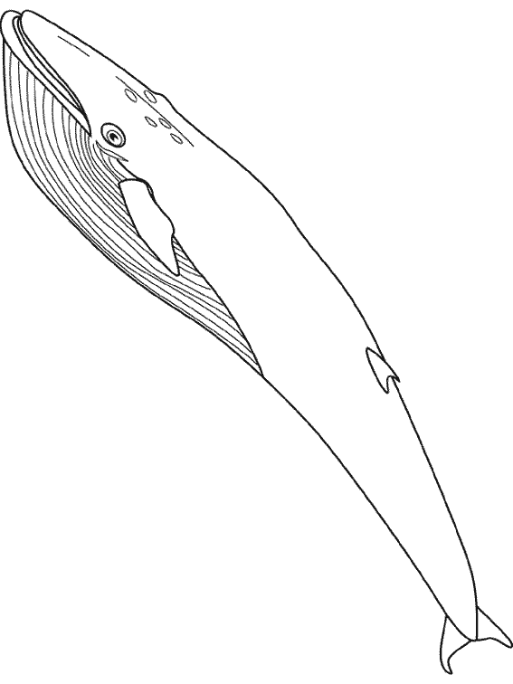 Disegno da colorare: Balena (Animali) #879 - Pagine da Colorare Stampabili Gratuite