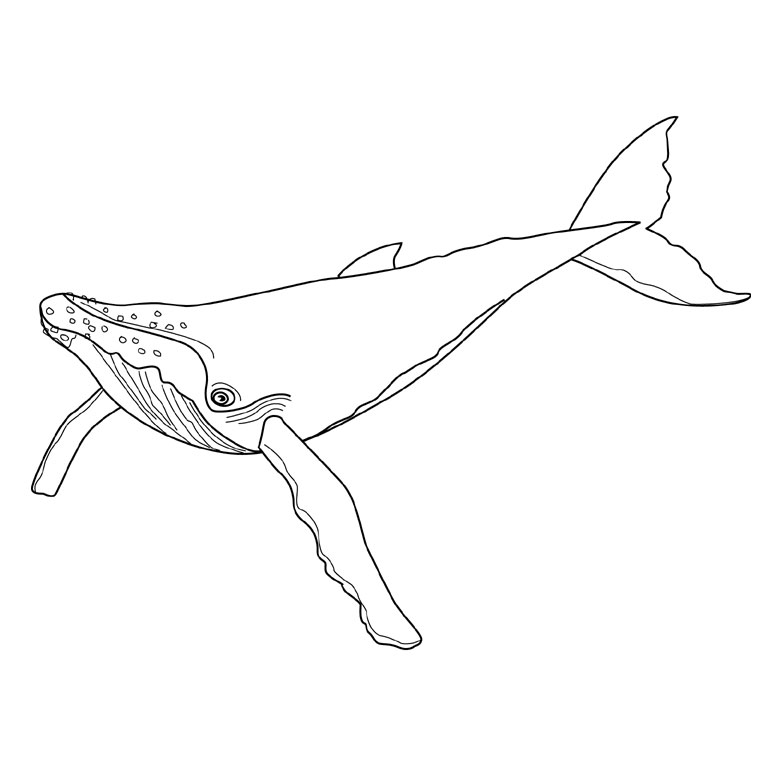 Disegno da colorare: Balena (Animali) #881 - Pagine da Colorare Stampabili Gratuite
