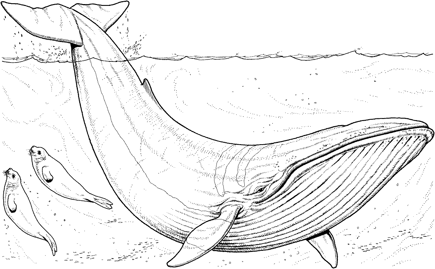Disegno da colorare: Balena (Animali) #886 - Pagine da Colorare Stampabili Gratuite