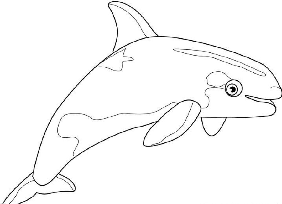 Disegno da colorare: Balena (Animali) #888 - Pagine da Colorare Stampabili Gratuite