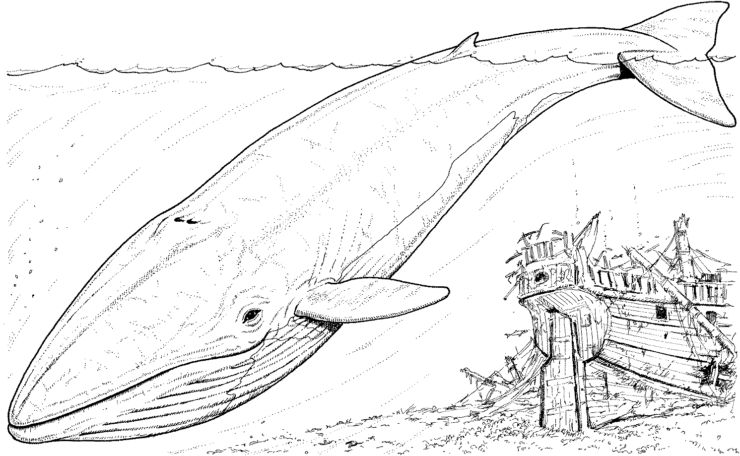Disegno da colorare: Balena (Animali) #895 - Pagine da Colorare Stampabili Gratuite